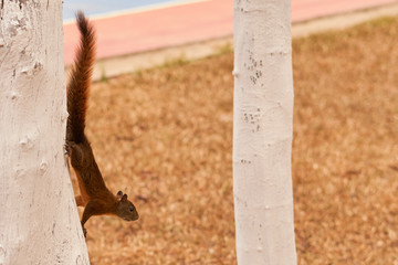 Ardilla sostenida sobre el tronco de un arbol