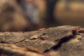 Detalles de la corteza de un arbol caido