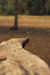 Punta definida de un tronco
