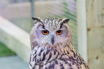 A beautiful owl in the park.