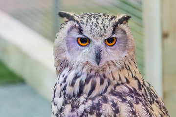 A beautiful owl in the park.