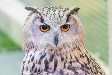 A beautiful owl in the park.