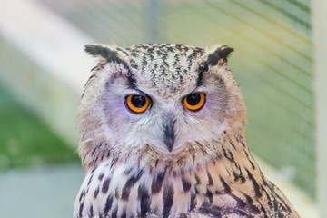 A beautiful owl in the park.