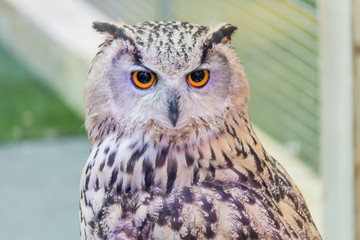 A beautiful owl in the park.