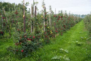 Fototapeta na wymiar apple orchard