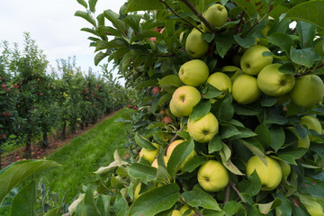 apple orchard