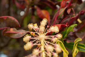 foto macro de una flor 