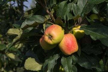 elstar apples in an orchard