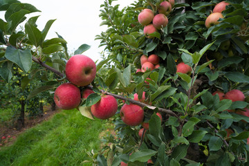 elstar apples in an orchard