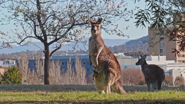 カンガルー