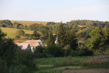 Nature flowers insects animals in summer time