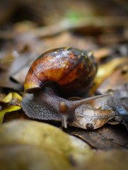 snail on a leaf