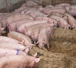 Free range pigs on straw. Netherlands. Farming