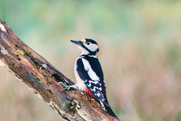 great spotted woodpecker in nature