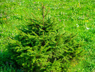 little green christmas tree in the park