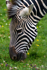 Head shot of a Chapmans Zebra grazing.