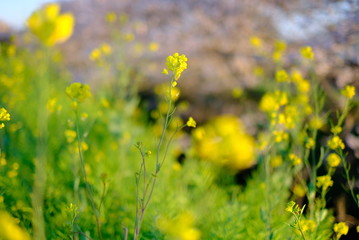 菜の花と桜 日本の春 お散歩 お花見 ポカポカ 植物 黄色 川 海老川
