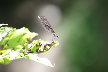 Nature flowers insects animals in summer time