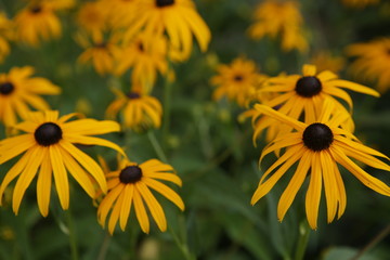 Nature flowers insects animals in summer time