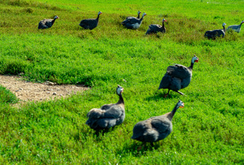 wild animals rest in a park on the ground near the feeding trough