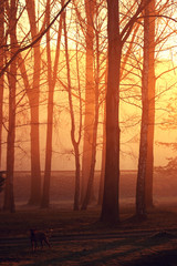 Naklejka premium Nature flowers insects animals in summer time