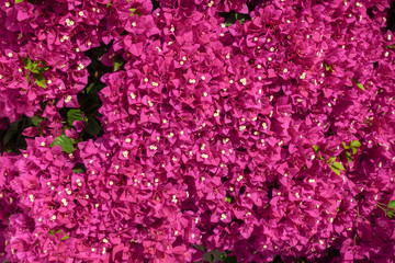 Bougainvillea flowers close up.Blooming bougainvillea as a background.