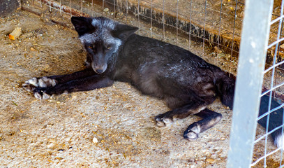 wild animals rest in a park on the ground near the feeding trough