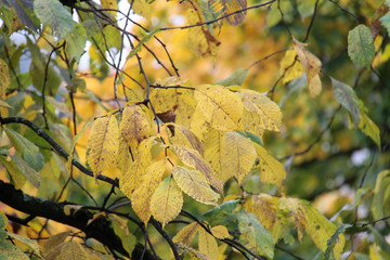General autumn view in Lithuania