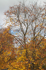 General autumn view in Lithuania