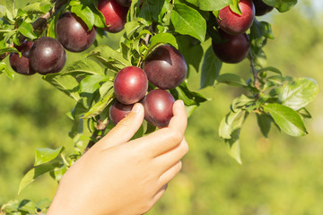 A hand reaches out to disrupt in the garden on a tree branch of ripe plums. Sunny day.