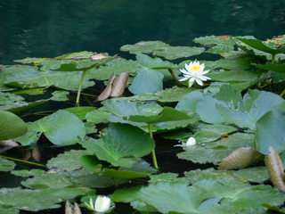 The aquatic flowering plant known as European white water lily, white water rose or white nenuphar, in its natural habitat.