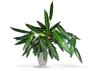 Tropical plant Stromantha in a flower pot. Decoration for home and office. Isolated on white background