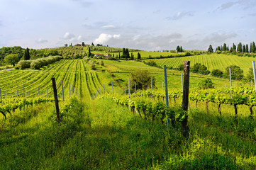 Fototapeta na wymiar Tuscanian vineyards in a sunny morning