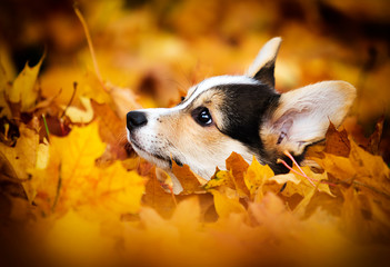 puppy in autumn leaves