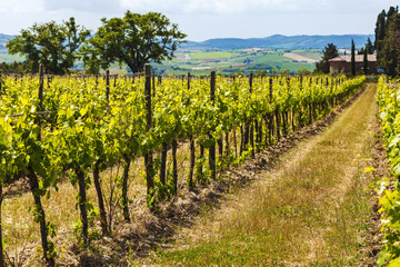Fototapeta na wymiar Vineyards in a sunny day in Tuscany