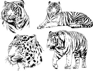 set of vector drawings on the theme of predators tigers are drawn by hand with ink tattoo logos	