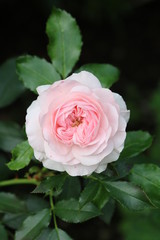 Rose in Pink Sommerwind Makro