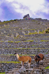 Lost city of the Incas