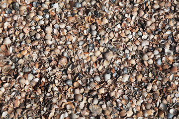 seashell background