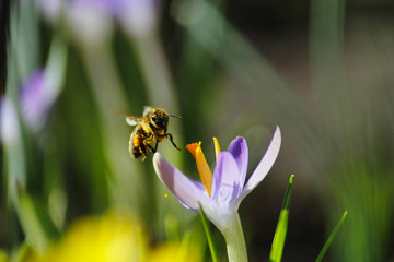 Biene im Frühling beim Honig sammeln im Sonnenschein auf einem Krokus