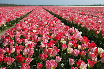 pink tulip field holland