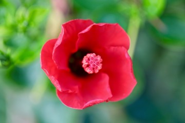 Red flower in hotel beds, Turkey