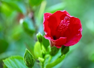 Red flower in hotel beds, Turkey