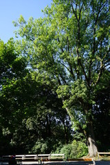 Baum im Türkenschanzpark