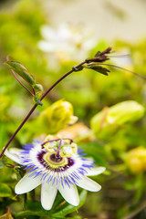 White, green and Purple Passion Flower (Passiflora) in Bloom with Green Leaves