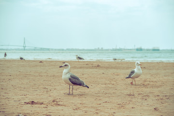 seagulls on the beach of Valdelagrana (Cádiz, Spain)
