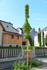 Neu gesetzter Baumschul-Strassenbaum mit Prallschutz in einem Wohngebiet