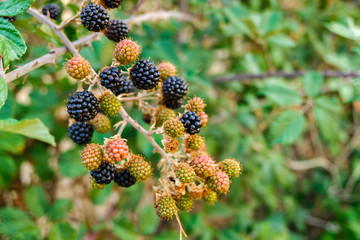 Wild blackberries ripening during the fall.