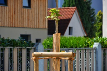 Neu gesetzter Baumschul-Strassenbaum mit Prallschutz in einem Wohngebiet