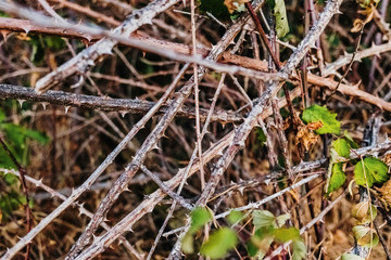 Thorny shrub to protect against voracious animals.